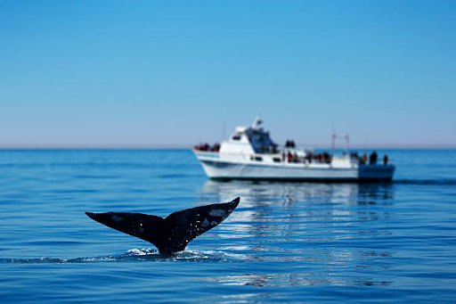 Best Time for Whale Watching in South Australia