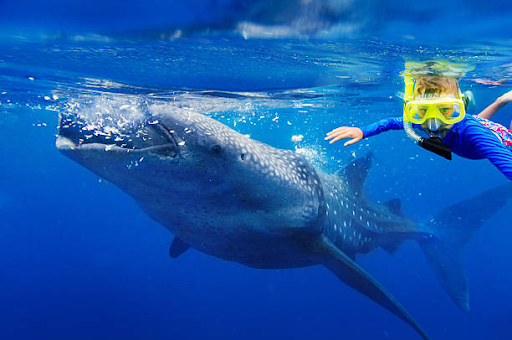 Where Can You Swim with Whale Sharks in Australia?