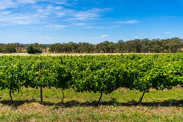 Discover the Enchanting Beauty of Mudgee: A Wine Lover’s Paradise | Mudgee Review