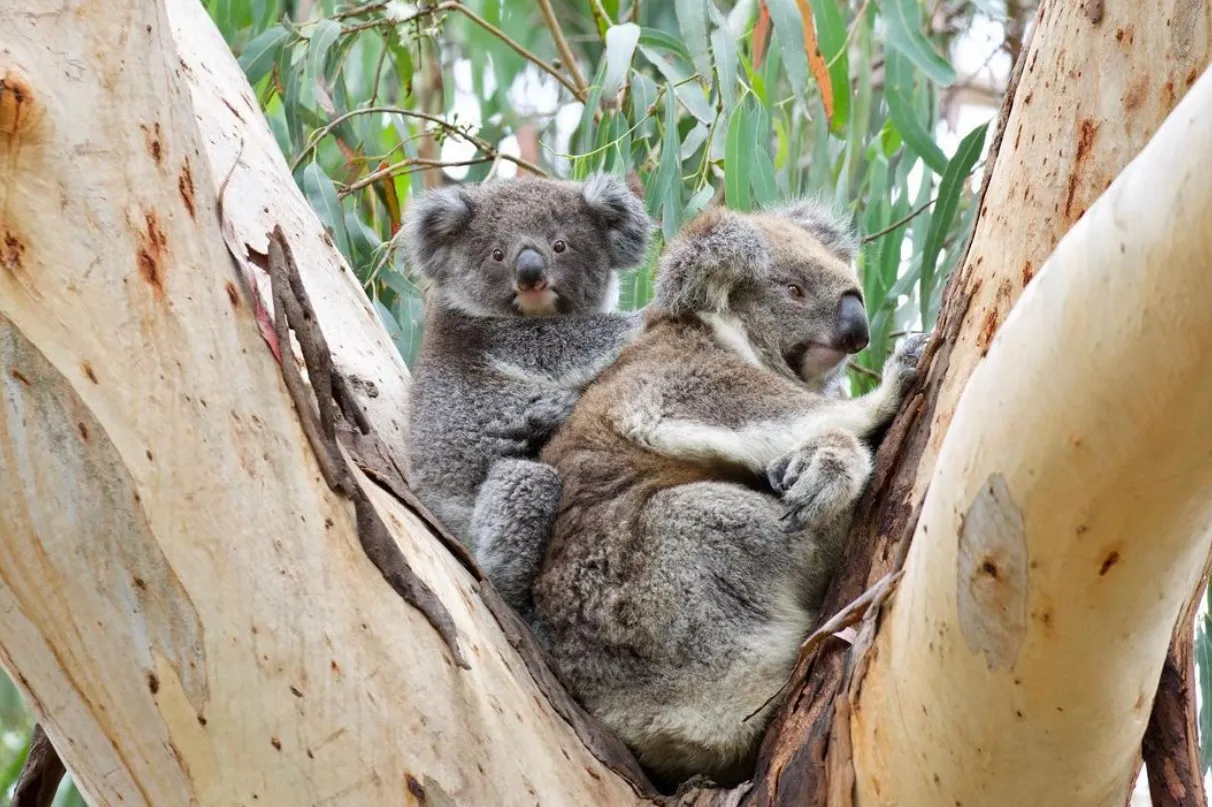 Wildlife sightings along the Great Ocean Road
