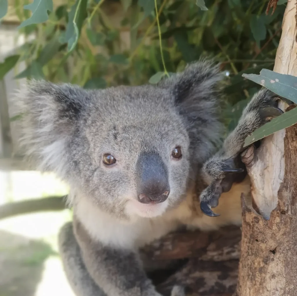 Maru Koala