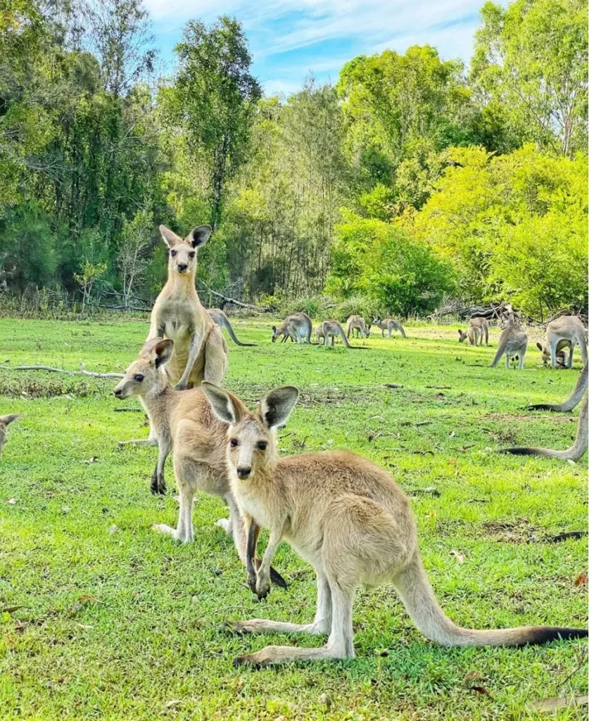 Otway Lightstation Road kangaroos
