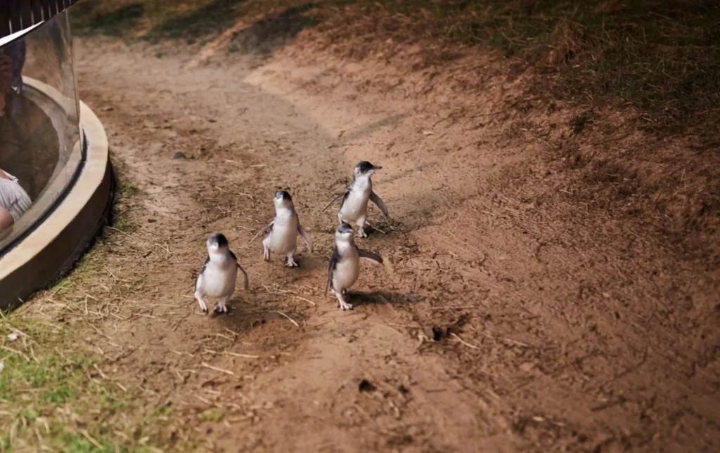 Penguin Parade tours