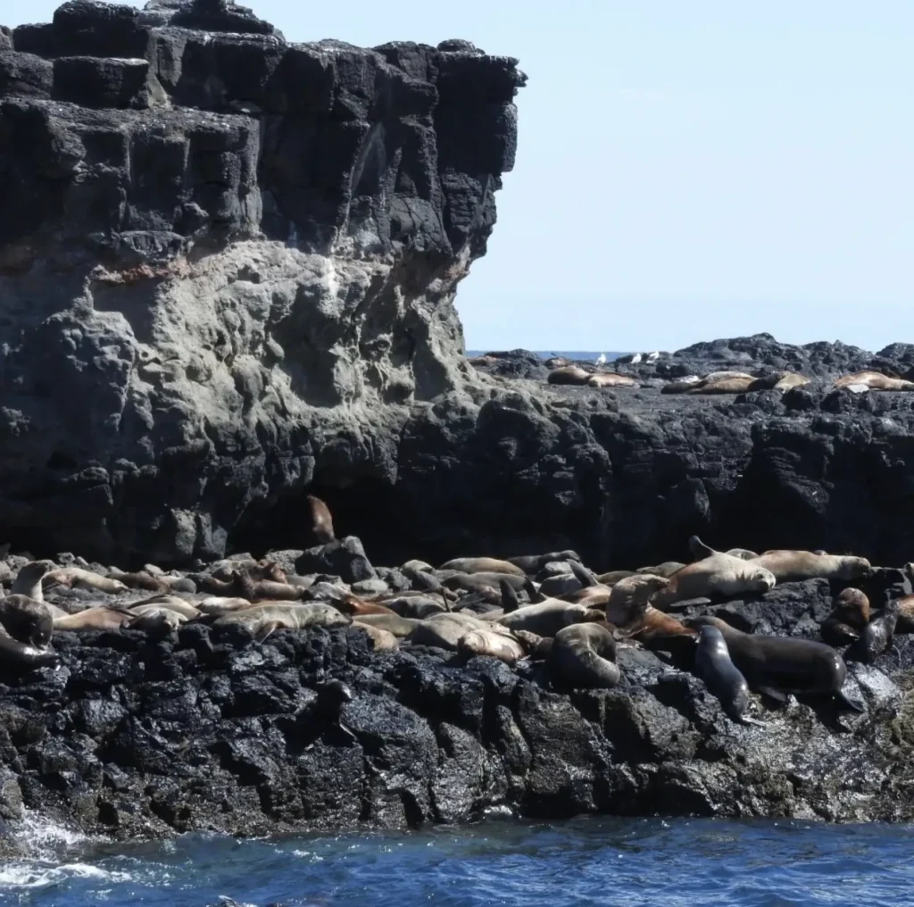 Seal Rocks Phillip Island