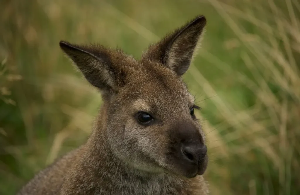 Wildlife Wonders