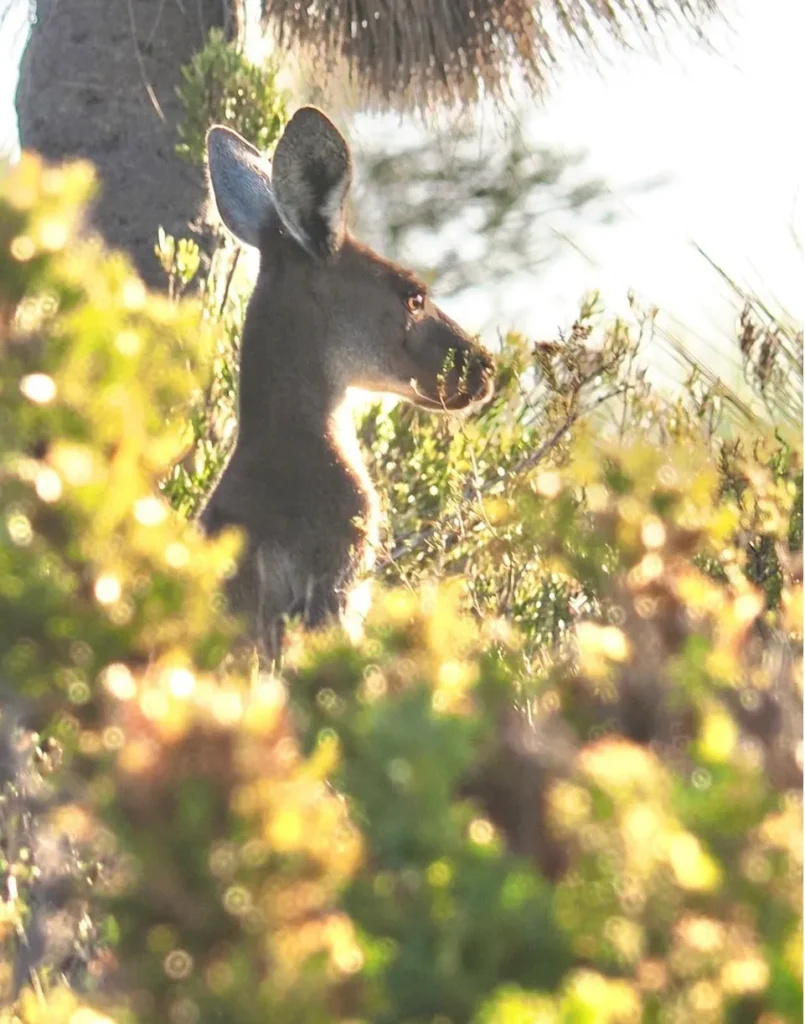 kangaroos
