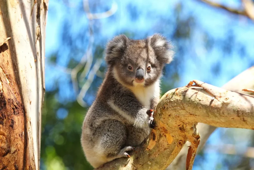 Koala Conservation Reserve