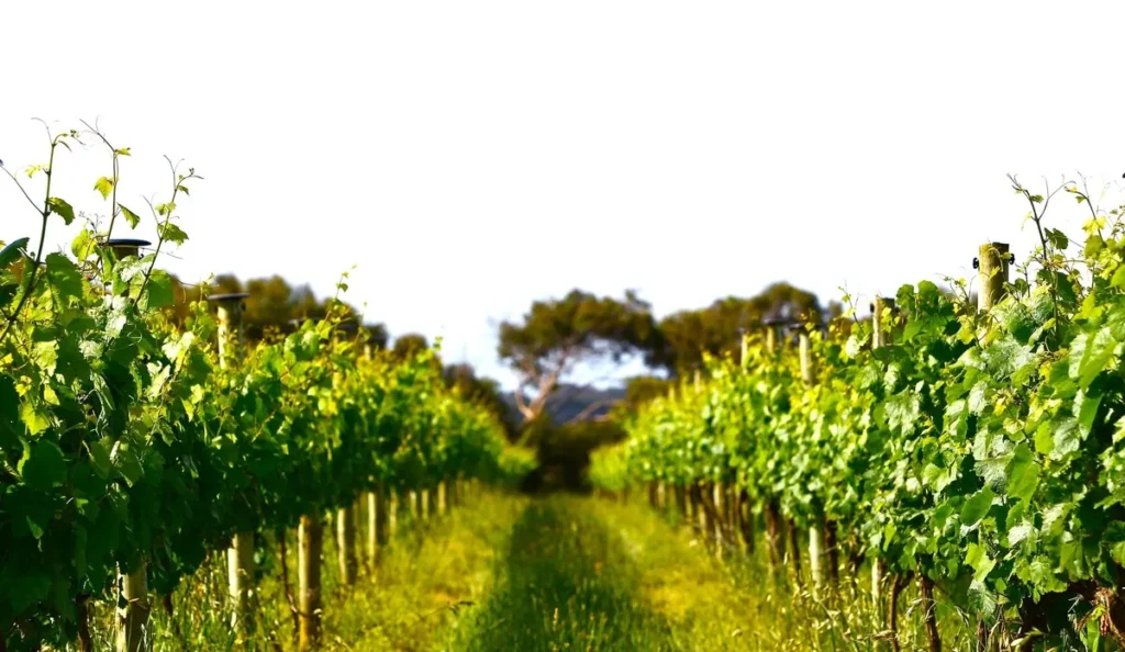 Vineyard Tours