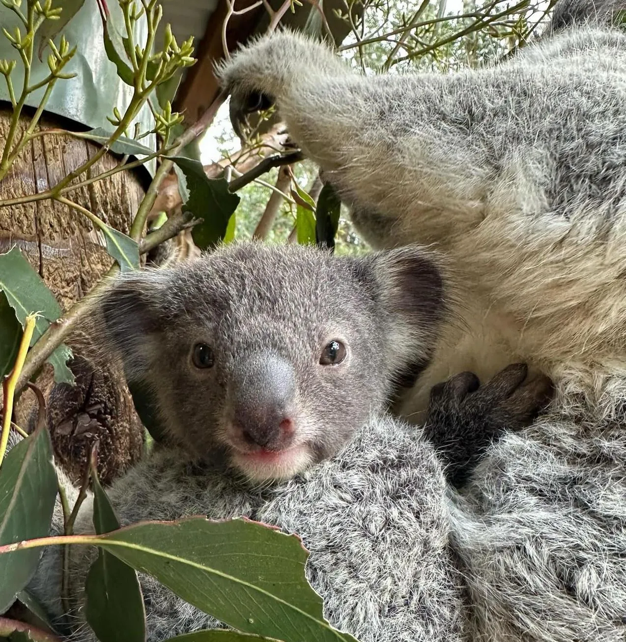 Featherdale Wildlife Park: A Must-Visit on Blue Mountains Tours